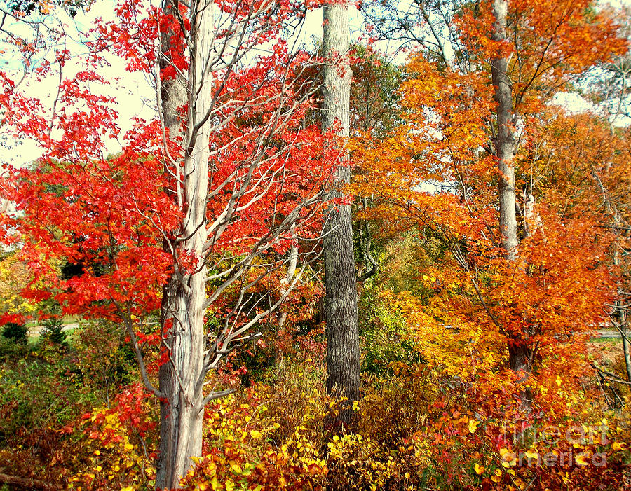 Landscape Photograph - Fire of Autumn by Rick Maxwell