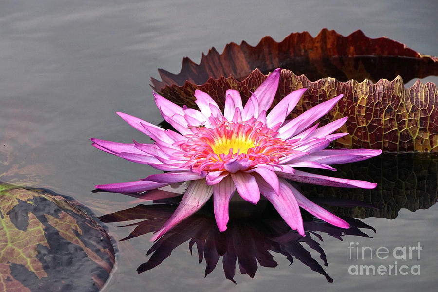 Nymphaea Photograph - Fire Of The Pond by Byron Varvarigos