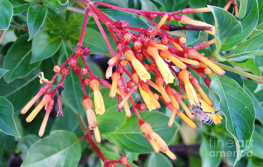 Fire Plant Shrub Photograph by Beth Williams - Fine Art America