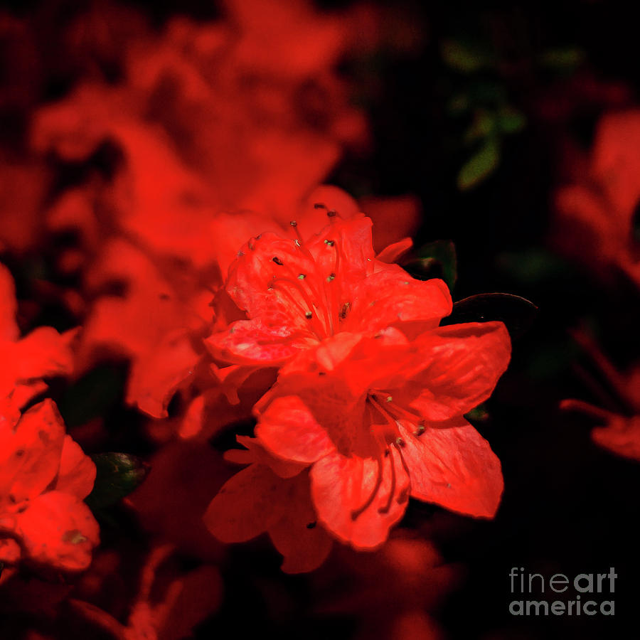 Fire Red Azaleas Photograph by Tamyra Ayles