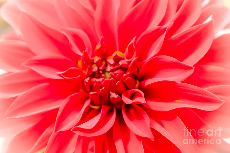 Fire red dahlia Photograph by Claudia M Photography