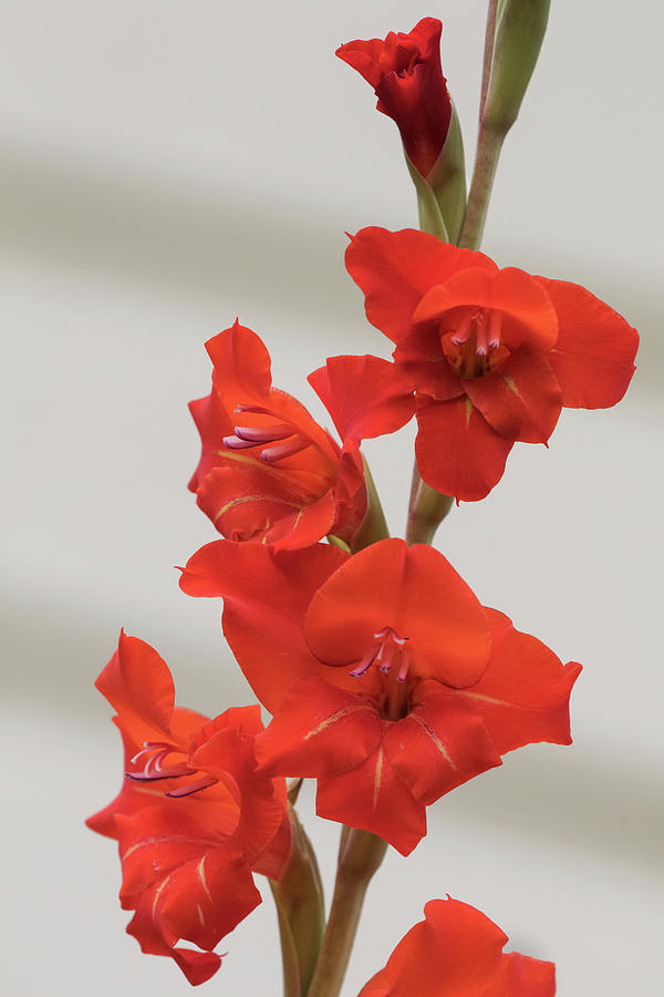 Fire Red Gladiolas Photograph by Angie Vogel