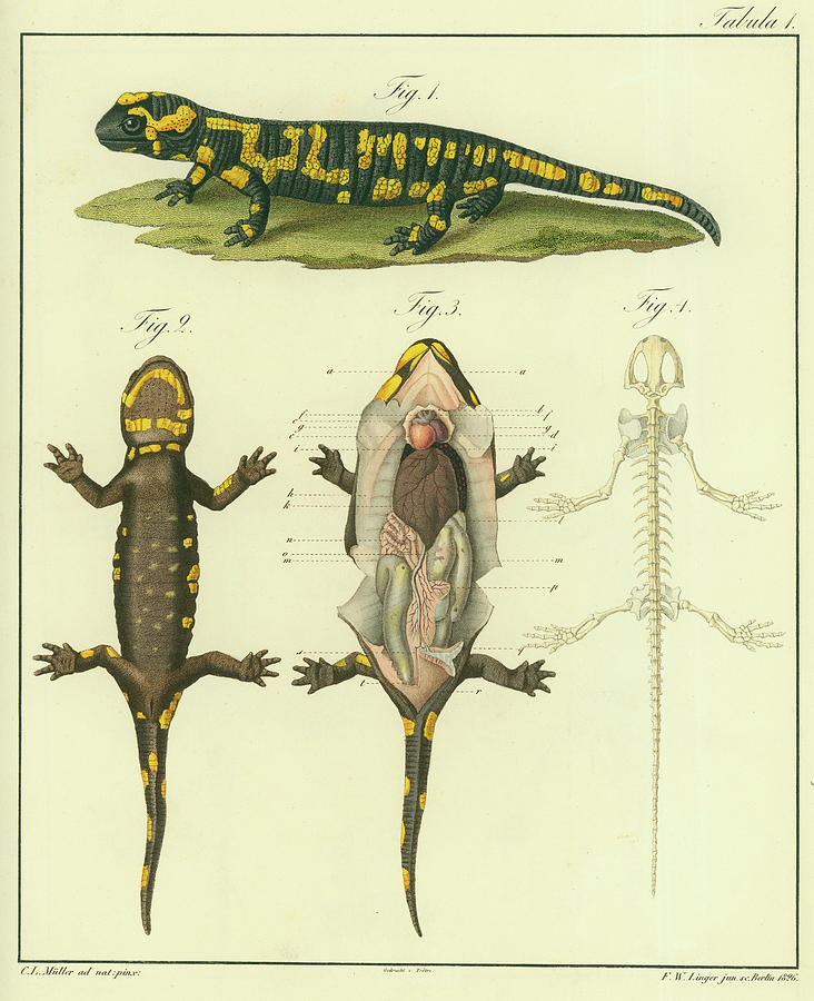 Fire Salamander Anatomy Drawing by Christian Leopold Mueller