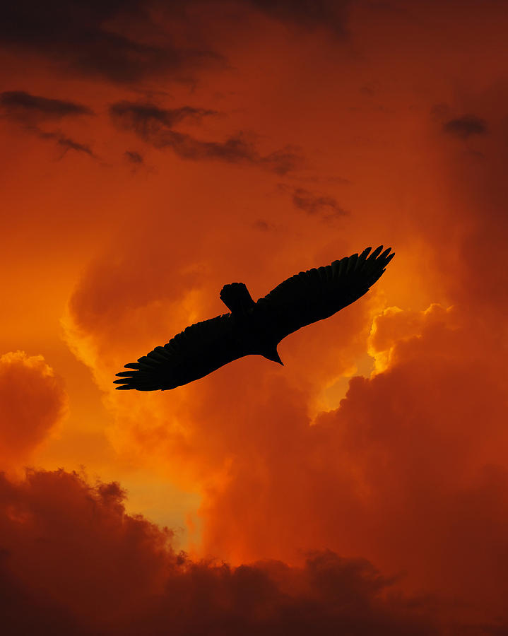 Feather Digital Art - Fire Sky Flight by Ron Kruger