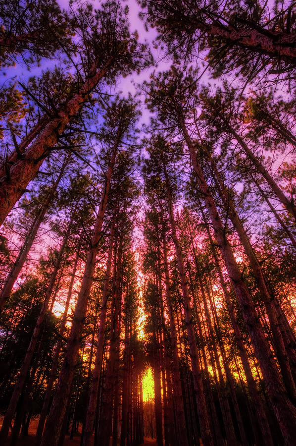 Fire Sky - Sunset at Retzer Nature Center - Waukesha Wisconsin Photograph by Jennifer Rondinelli Reilly - Fine Art Photography
