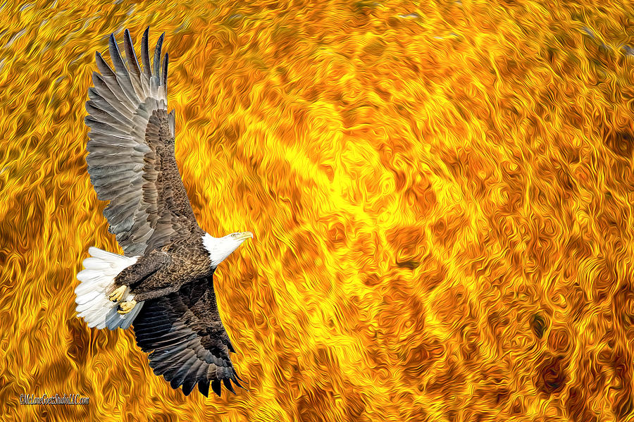 Fire Storm American Bald Eagle Photograph by LeeAnn McLaneGoetz McLaneGoetzStudioLLCcom
