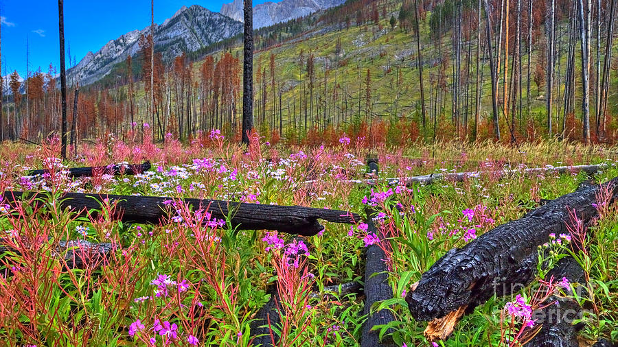Banff National Park Photograph - Fire to Flower in widescape by James Anderson