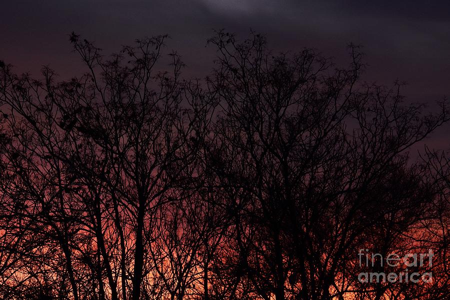 Fire Trees Photograph by Angela J Wright