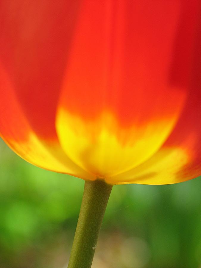 Tulip Photograph - Fire Tulip by Juergen Roth
