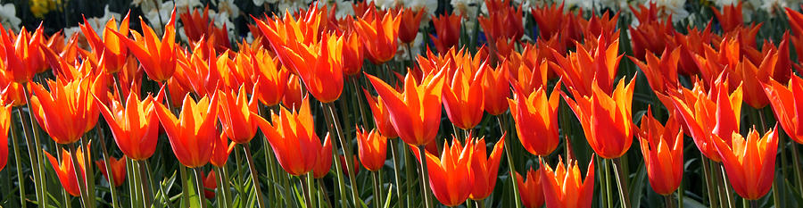 Tulip Photograph - Fire Tulips by Peter Verdnik