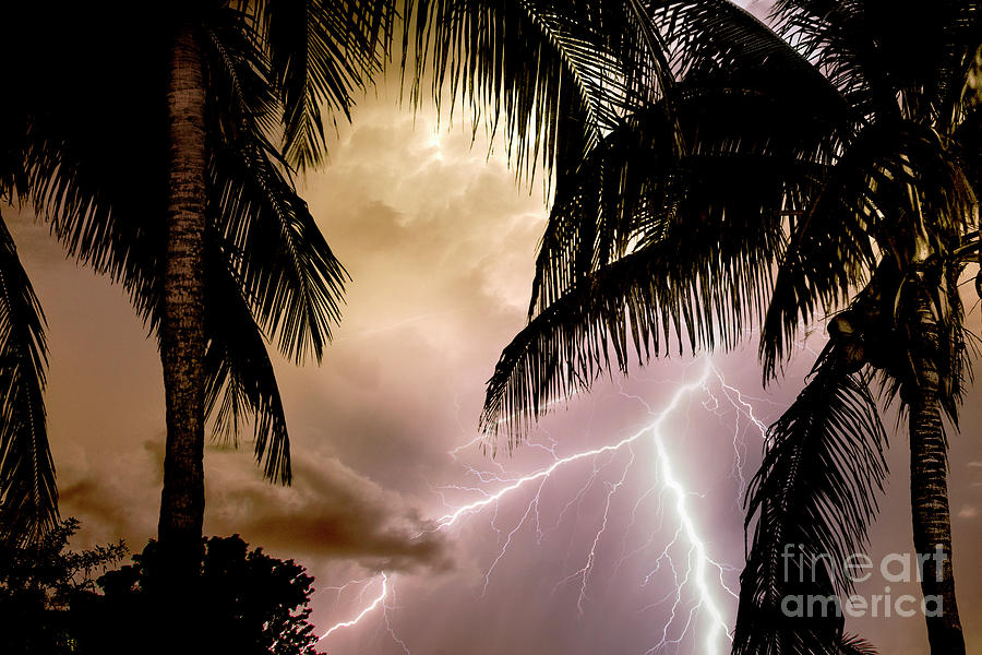 Fire under the Palms Photograph by Jon Neidert