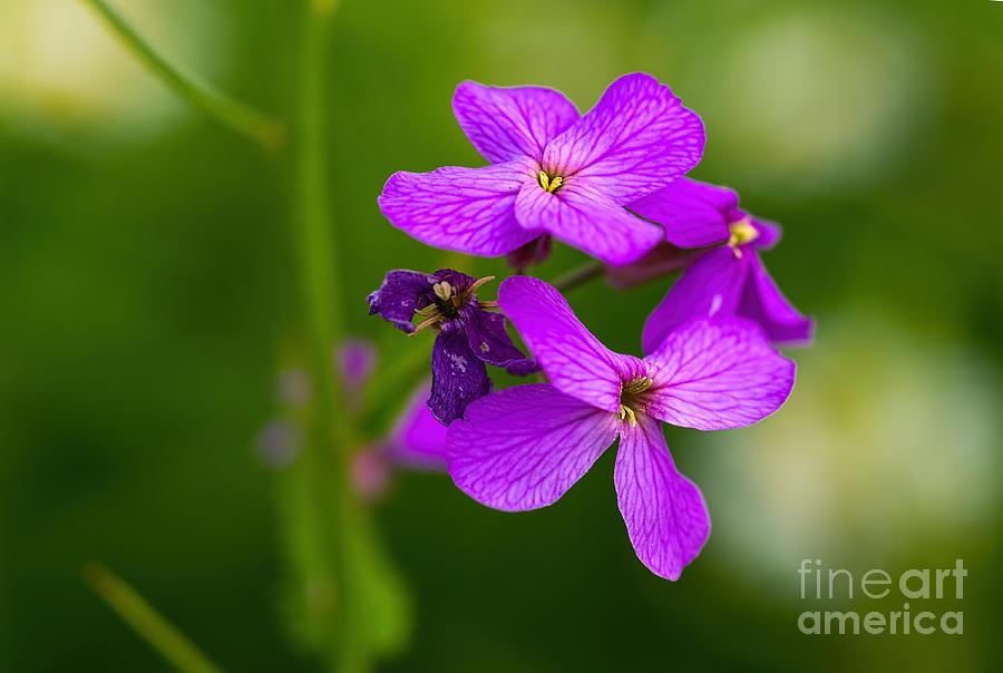 Fire weed flowers Photograph by Les Palenik