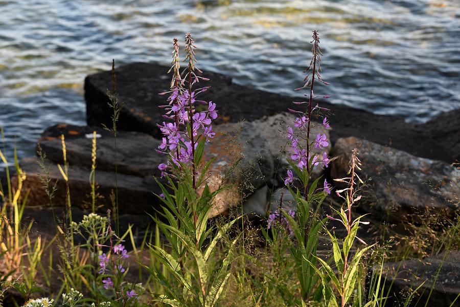 Fire Weed Looking at Lake Superior Photograph by Hella Buchheim