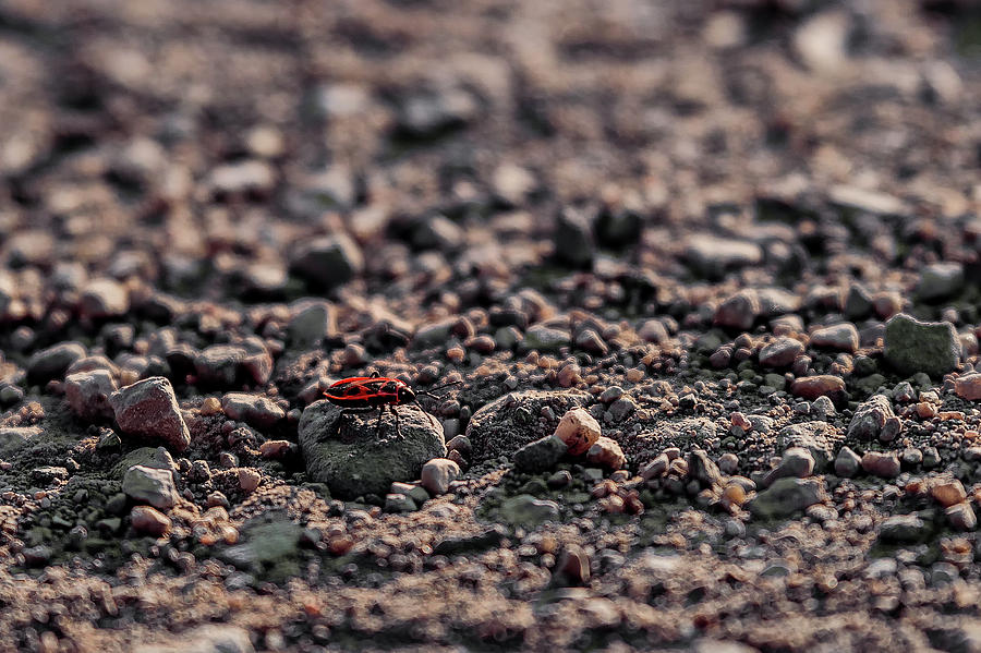 Firebug - Pyrrhocoris Apterus Photograph by Marc Braner