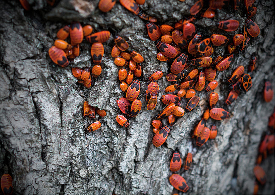 Firebugs Photograph - Firebugs by Konstantin Bibikov Firebugs Photograph - Firebugs by Konstantin Bibikov