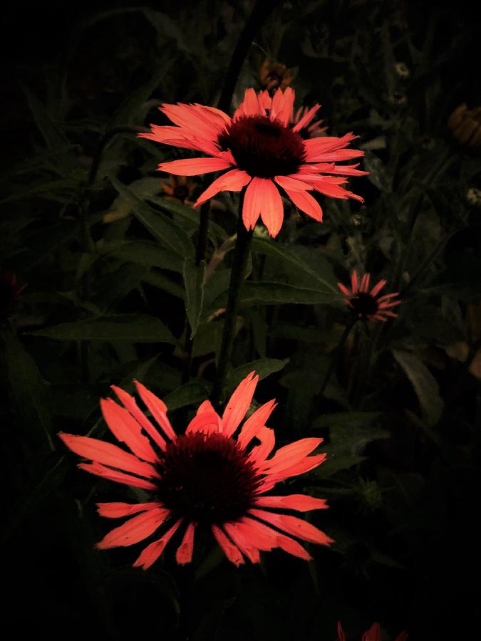 Firecracker Flowers Photograph
