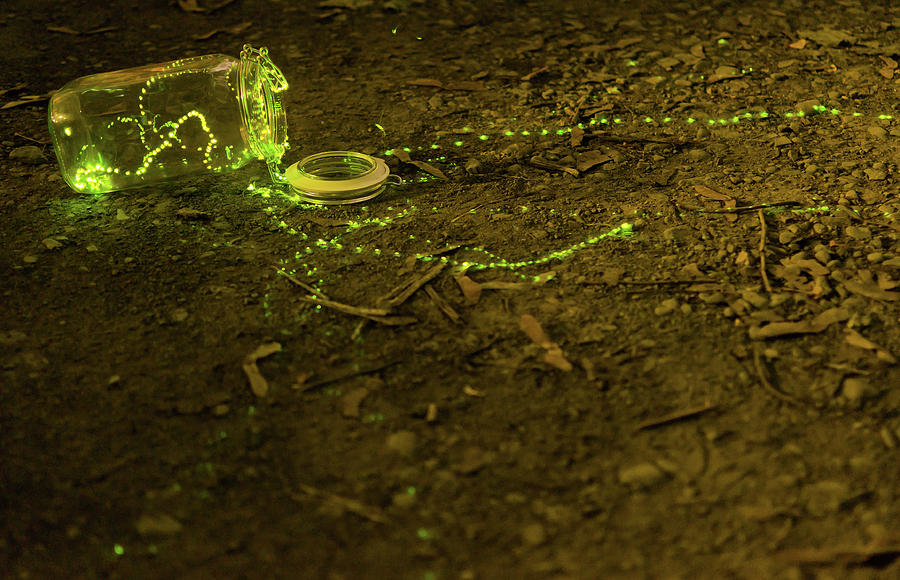 Fireflies Photograph - Fireflies #1 by Sander Hunter Fireflies Photograph - Fireflies #1 by Sander Hunter
