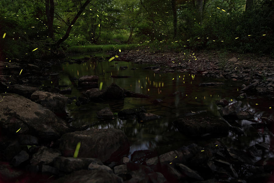 Fireflies at the Creek Photograph by Eilish Palmer