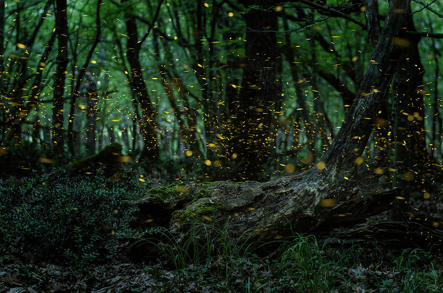 Fireflies Night In The Forest With Fireflies Photograph By Ivan Dragiev Fine Art America