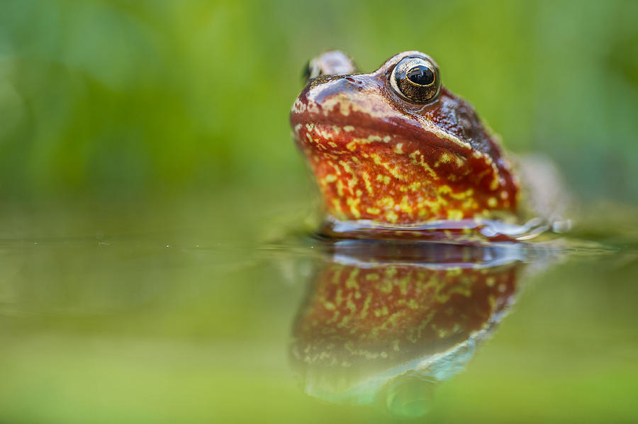 Wildlife Photograph - Firefrog by Niklas Banowski Wildlifephoto