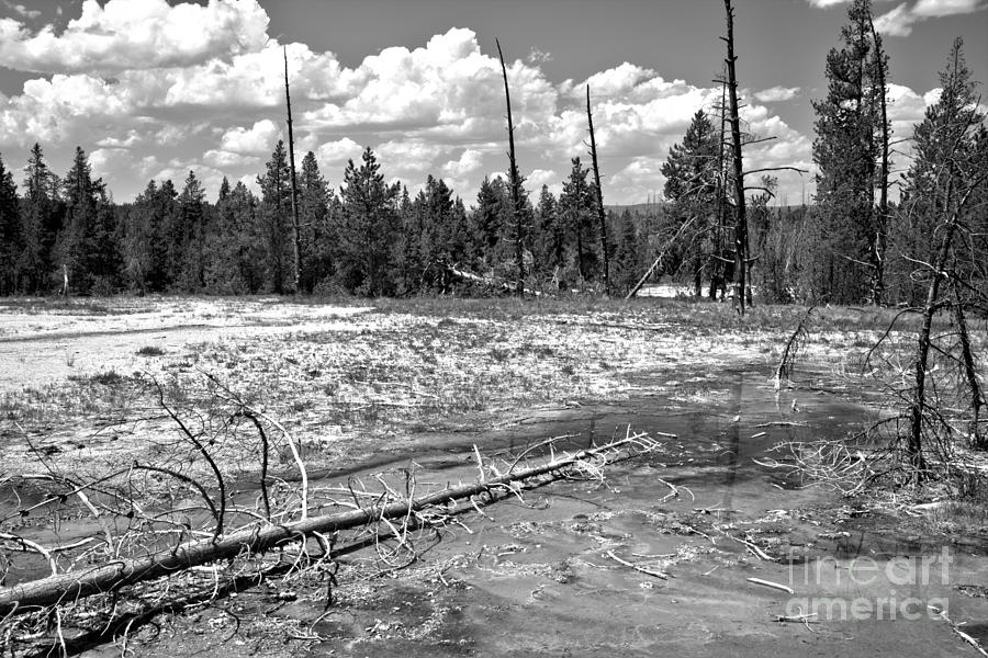 Fallen Logs And Bacterial Mats Black And White Photograph by Adam Jewell