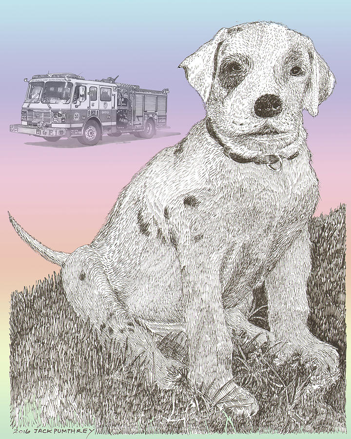 Dalmatian Dogs Drawing - Firehouse Dalmatian Puppy by Jack Pumphrey