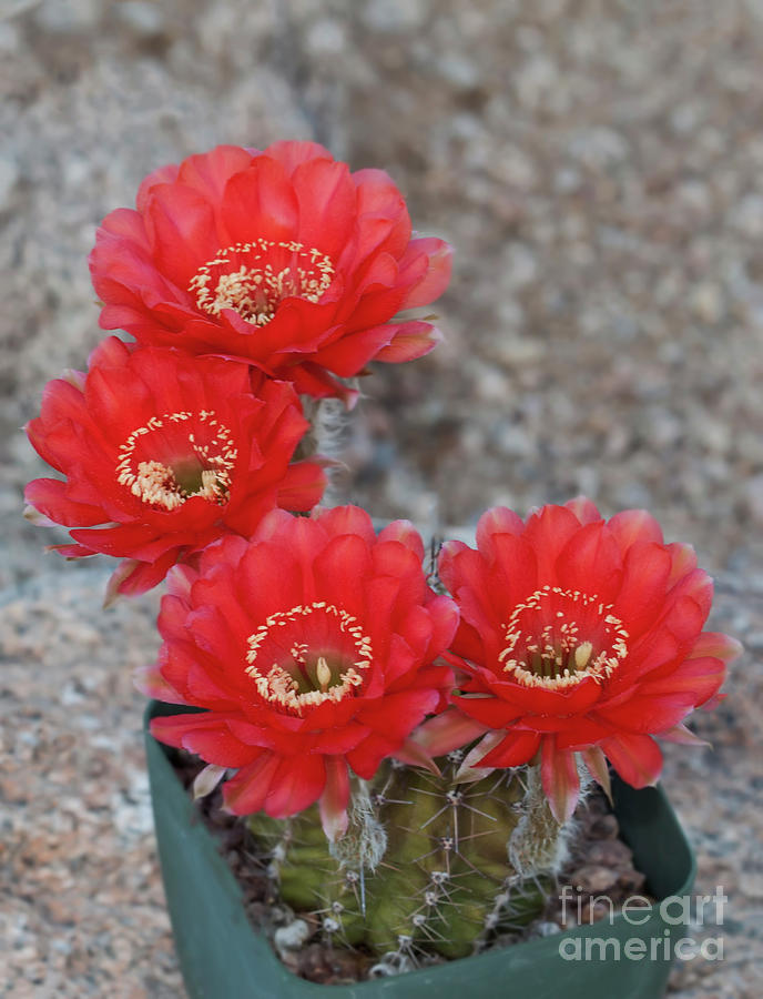 Firelight cactus Flower times Four Photograph by Ruth Jolly