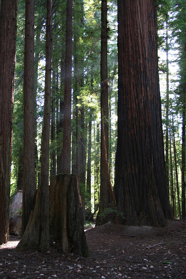 Firemark Redwoods Photograph by Dylan Punke