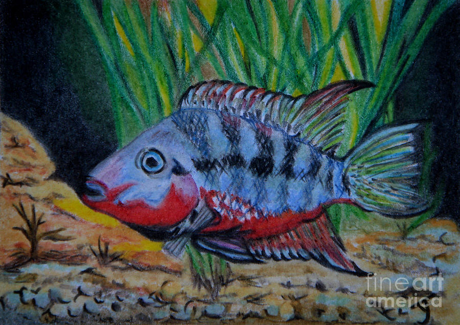 Firemouth Cichlid ACEO Drawing by Yvonne Johnstone
