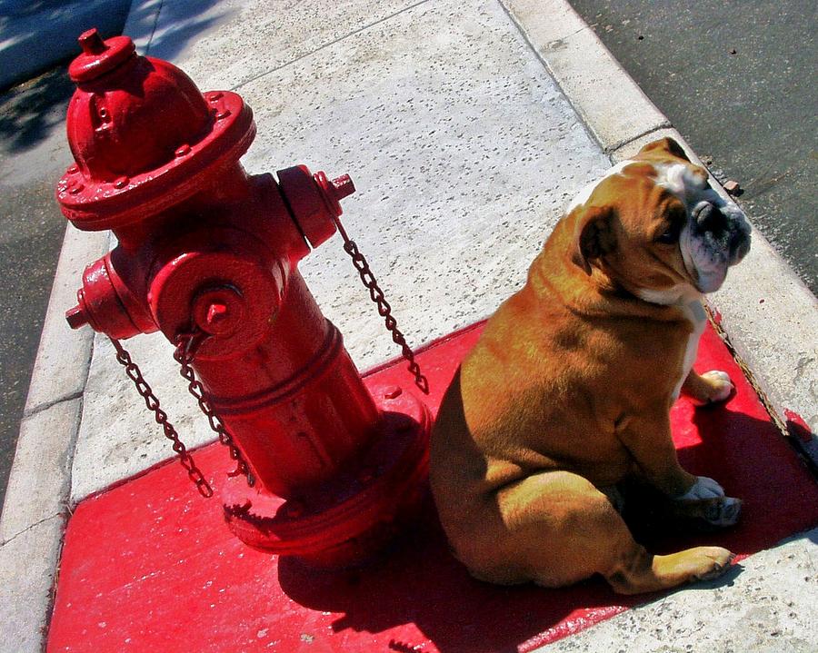 Fireplug Bulldog Photograph by Benjamin Yeager