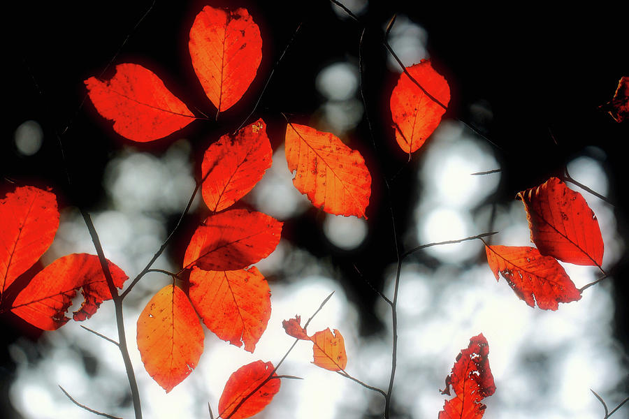 Fires of Autumn Photograph by Susan Maxwell Schmidt