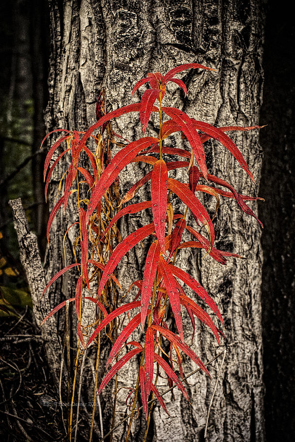 Fireweed 2015 Photograph by Fred Denner