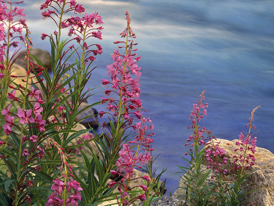 Fireweed Against Flowing Stream North Photograph by Tim Fitzharris