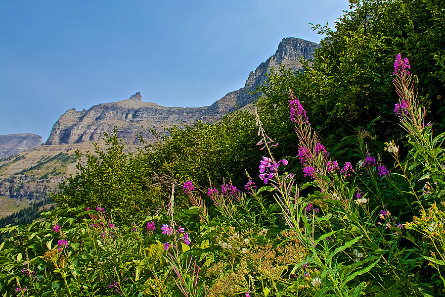 Fireweed along Highline Trail in Glacier National Park-Montana Photograph by Ruth Hager