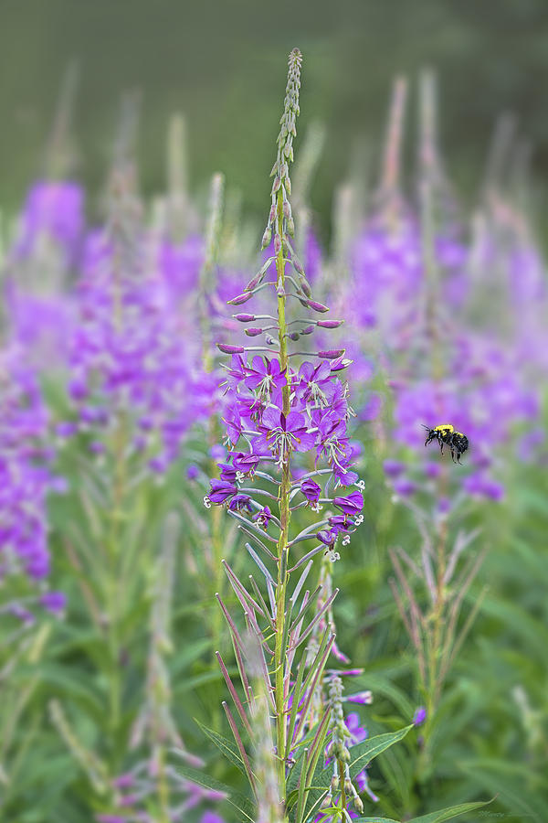 Fireweed and Bumblebee Photograph by Marty Saccone