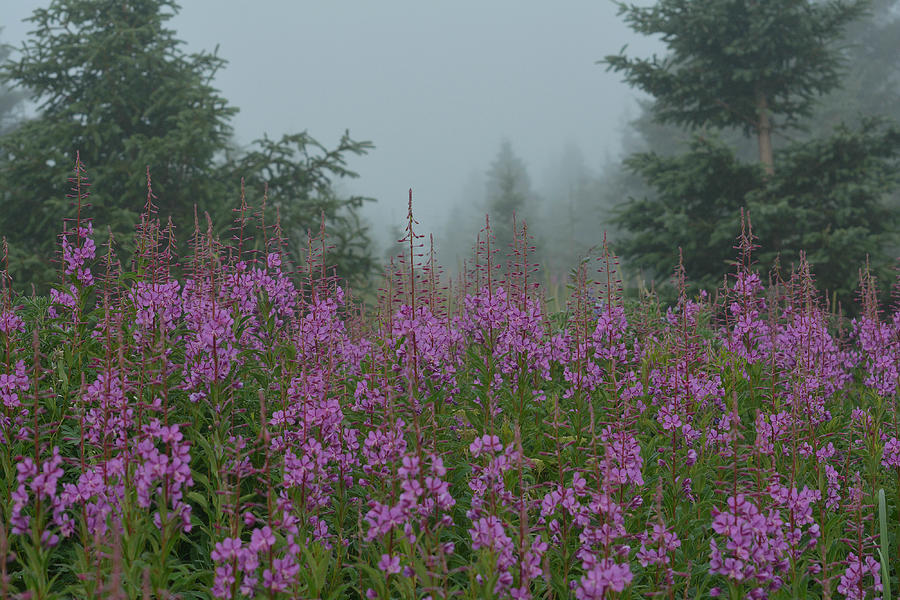 Fireweed And Fog Photograph by Fraida Gutovich