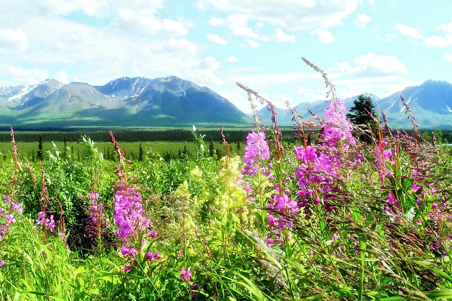 Fireweed and Mountains in Alaska Photograph by Kirsten Giving