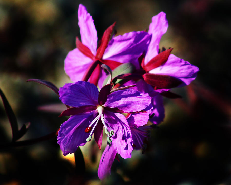 Fireweed Photograph by Anthony Jones