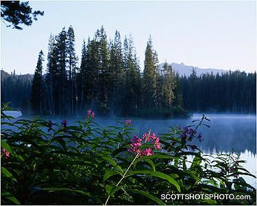Fireweed Photograph - Fireweed At Serene Lakes by Scott Thompson Fireweed Photograph - Fireweed At Serene Lakes by Scott Thompson