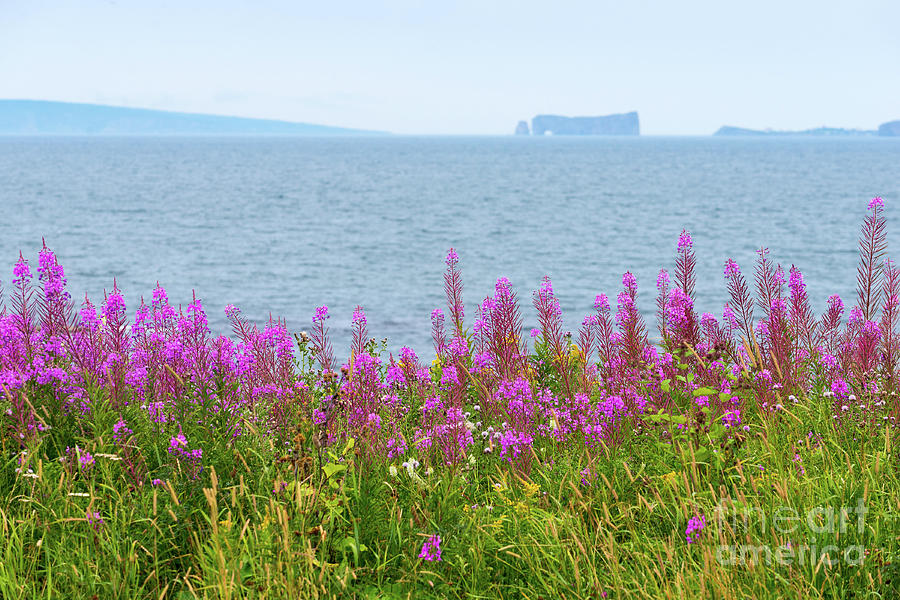 Fireweed flowers against the Perce Rock Photograph by Les Palenik