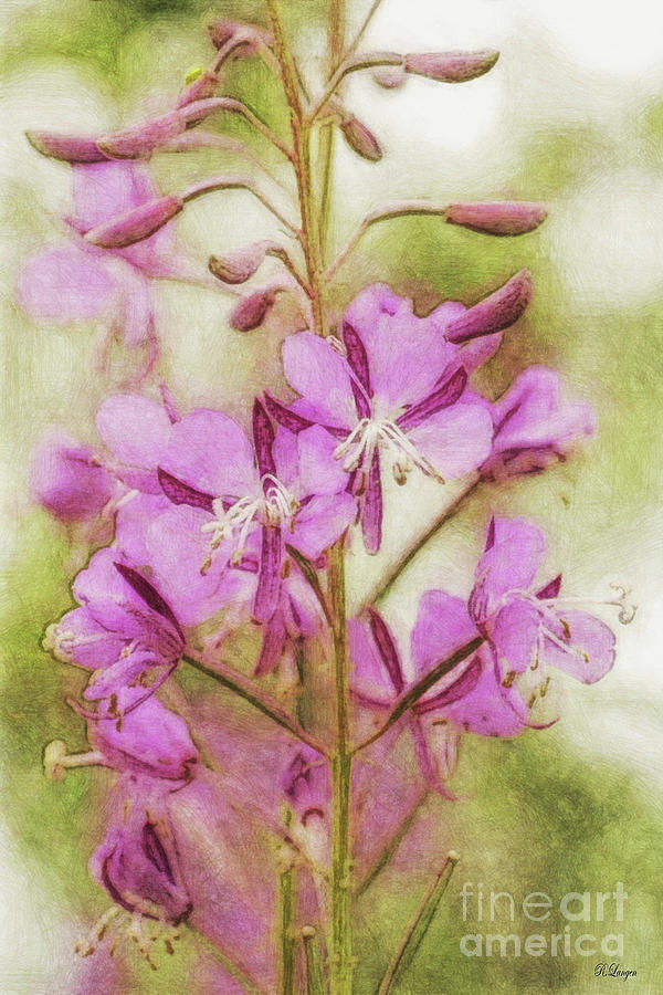 Fireweed Flowers Digital Art by Rebecca Langen