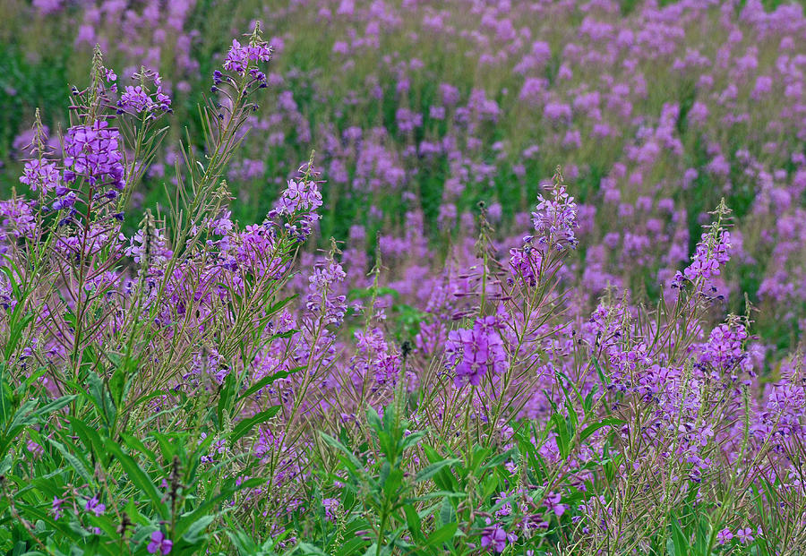 Fireweed in Glacier National Park Photograph by Bruce Gourley