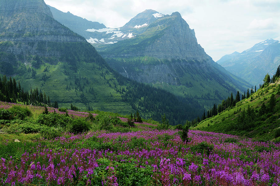 Mountain Photograph - Fireweed in Glacier by Whispering Peaks Photography