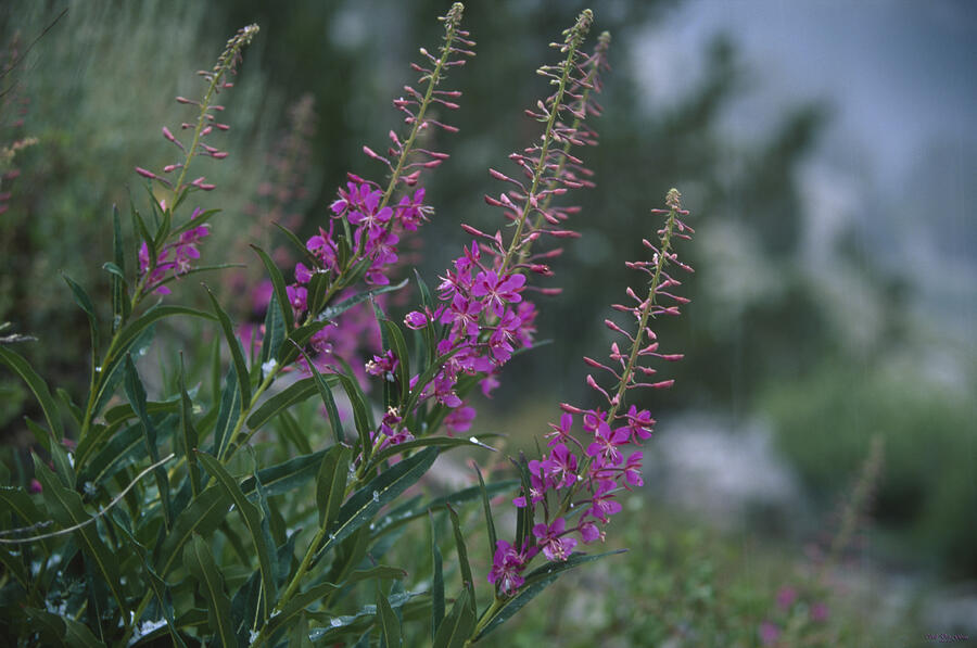 Flower Photograph - Fireweed In Hailstorm by Soli Deo Gloria Wilderness And Wildlife Photography