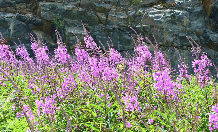 Fireweed In The Afternoon  Photograph by Lyle Crump