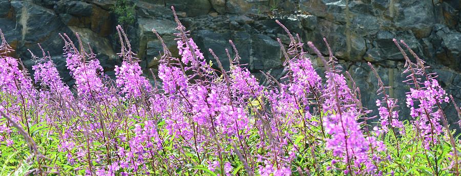 Fireweed In The Afternoon Two  Photograph by Lyle Crump