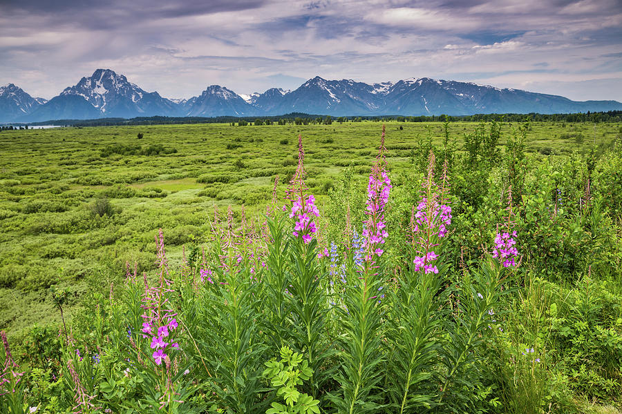 Fireweed in the Tetons Photograph by Lisa Lemmons-Powers