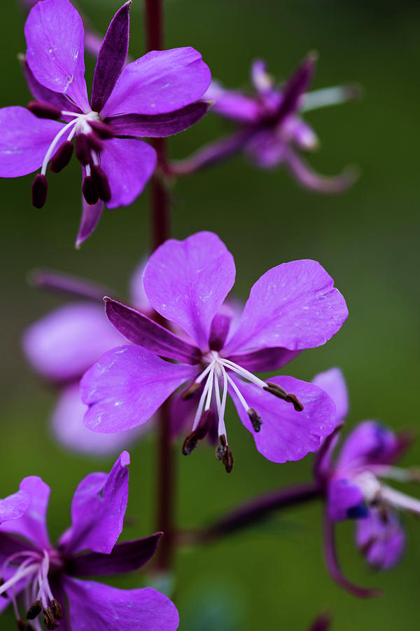 Fireweed Photograph by Jody Partin