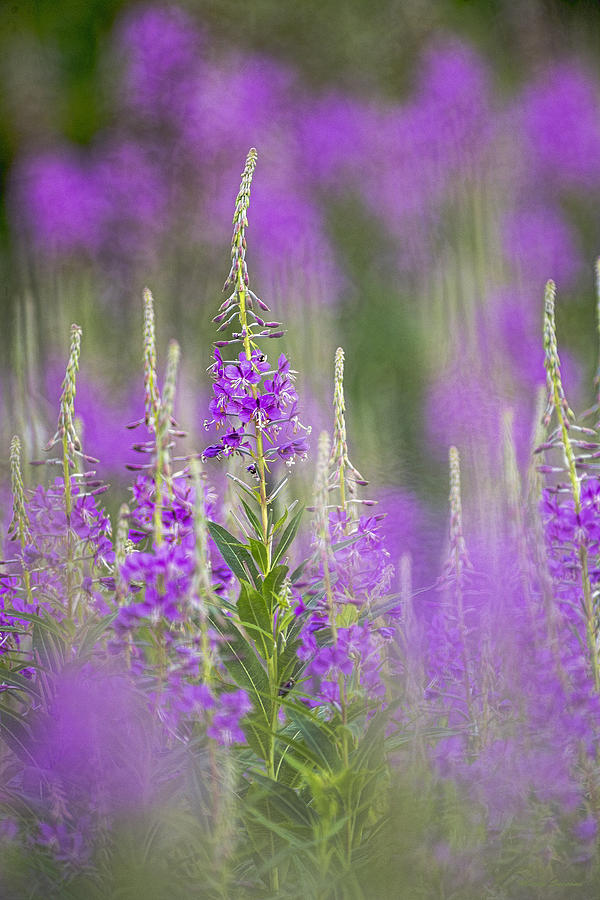 Fireweed Photograph by Marty Saccone