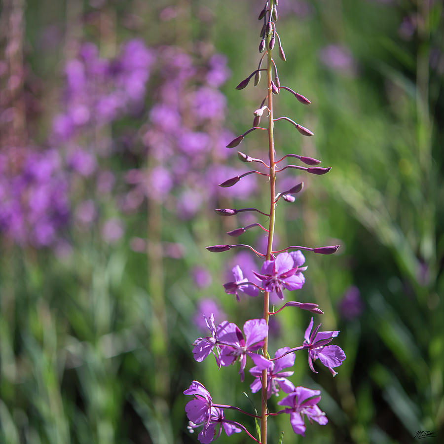 Fireweed Photograph by Michael Scott